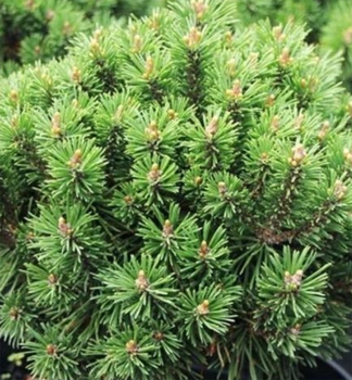 Borovice ern MINIGLOBUS 50-60 cm, kont. 5 l