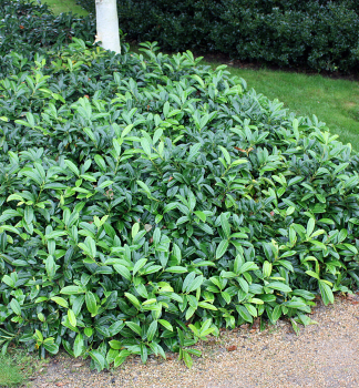 Bobkovie lkask MOUNT VERNON 30-40 cm, kont. 2,5 l