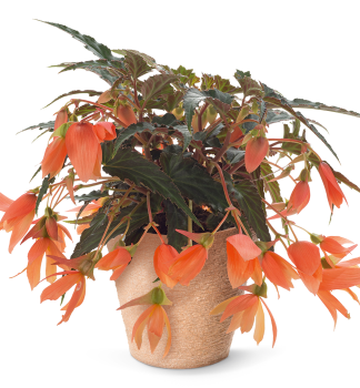 Begonie SUNBRERO BASKET SALMON, kont. 0,3 l
