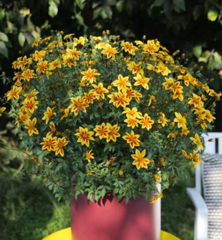 Dvouzubec BLAZING STAR, kont. 0,3 l