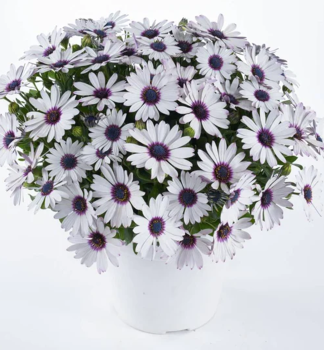 Osteospermum (kapsk� kopretina) �OSTICA AMETHYST�, kont. 0,5 l