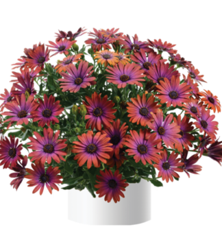 Osteospermum (kapsk� kopretina) �OSTICA BRONZE�, kont. 0,5 l
