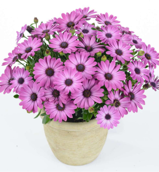 Osteospermum (kapsk� kopretina) �OSTICA MEGA PINK�, kont. 0,5 l