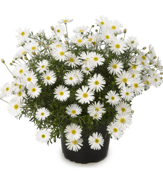 Velicha SURDAISY WHITE, kont. 0,3 l