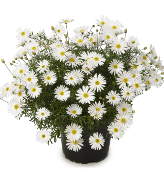 Velicha SURDAISY WHITE Imp., kont. 0,3 l