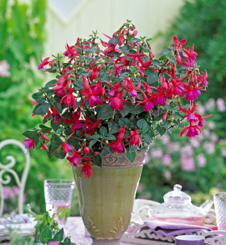 Fuchsia BEACON ROT BLAU, kont. 0,3 l