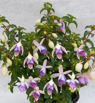 Fuchsia JOLLIES MACON, kont. 0,3 l