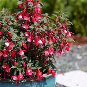 Fuchsia JOLLIES MENTON, kont. 0,3 l