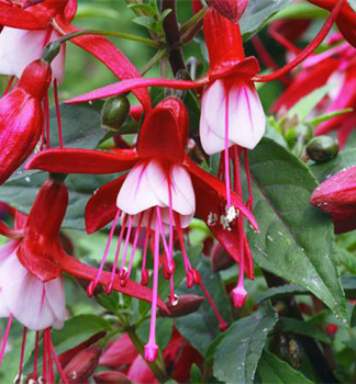 Fuchsia JOLLIES MENTON, kont. 0,3 l