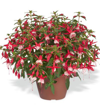Fuchsia JOLLIES MENTON, kont. 0,3 l