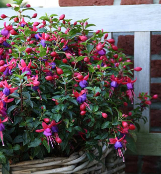 Fuchsia �JOLLIES NANTES�, kont. 0,5 l
