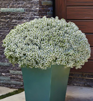 Lobularia p�evisl� �WHITE STREAM�, kont. 0,5 l