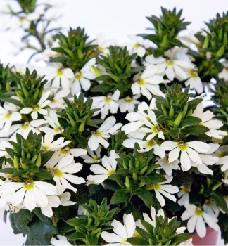 V�j��ovka �VENTIA WHITE�, kont. 0,5 l