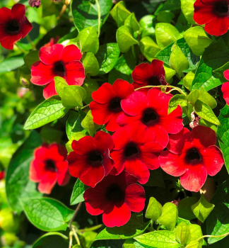 Tunbergie �SUNNY SUSY�CHERRY�, kont. 0,5 l