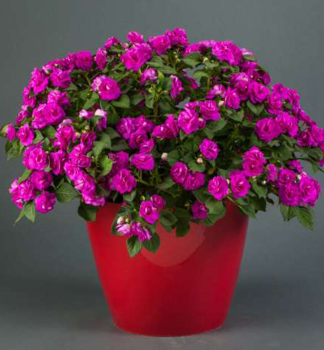 Net�kavka tureck� �MUSICA ELECTRIC PURPLE�, kont. 0,5 l