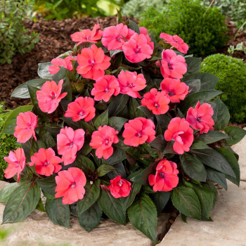 Netkavka tureck SUNPATIENS COMPACT DEEP ROSE, kont. 0,3 l