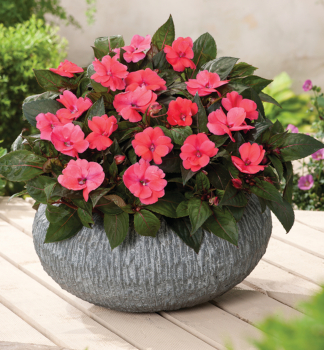 Netkavka tureck SUNPATIENS COMPACT DEEP ROSE, kont. 0,3 l