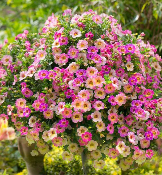 Minipet�nie p�evisl� �CHAMELEON� PINK SPLASH�, kont. 0,5 l