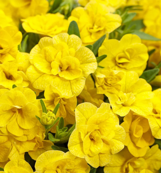 Minipet�nie p�evisl� �PORTUCAL� DOUBLE YELLOW�, kont. 0,5 l