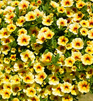 Minipetnie pevisl PORTUCAL PATIO YELLOW-RED, kont. 0,3 l
