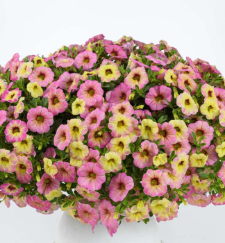 Minipet�nie p�evisl� �OMBRE PINK�, kont. 0,5 l