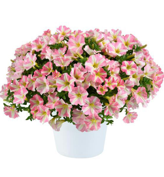 Petunie polop�evisl� srd�it� �AMORE� PRINCESS PINK�, kont. 0,5 l