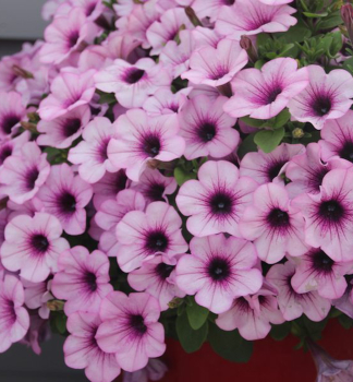 Petunie polop�evisl� �CAPELLA� PINK LACE�, kont. 0,5 l