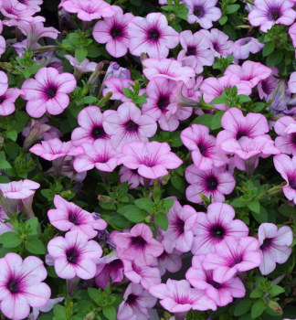 Petunie polop�evisl� �CAPELLA� PINK LACE�, kont. 0,5 l