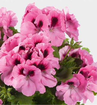 Pelargonie velkokvt ARISTOPINK, kont. 0,3 l