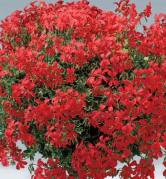 Pelargonie pevisl EVKA, kont. 0,3 l