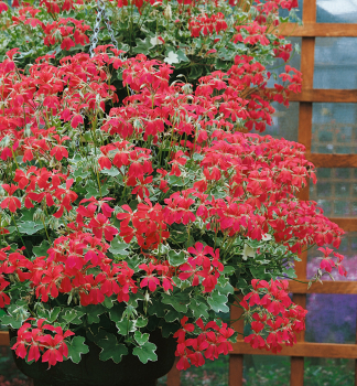 Pelargonie pevisl EVKA, kont. 0,3 l