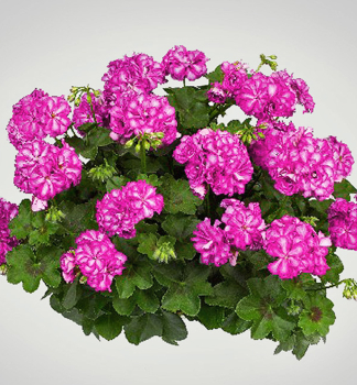 Pelargonie p�evisl� �MEXICA AMY� kont. 0,5 l