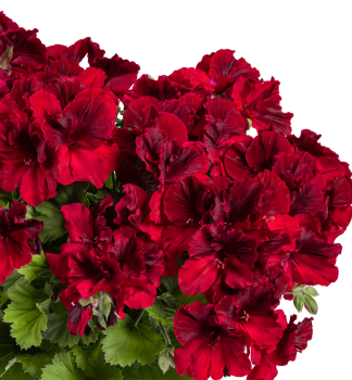 Pelargonie velkokv�t� �ARISTO�DEEP RED�, kont. 0,5 l