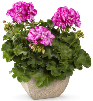 Pelargonie vzp��men� �MOSAIC� VIOLET�, kont. 0,5 l