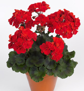 Pelargonie vzp��men� �SAMARA�, kont. 0,5 l