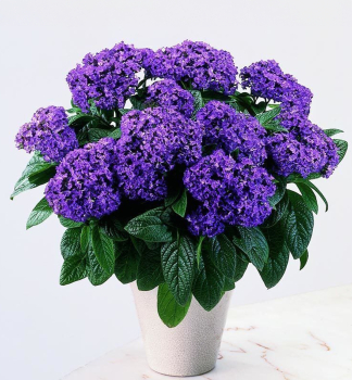 Oto�n�k stromovit� �NAUTILUS BLUE�, kont. 0,5 l