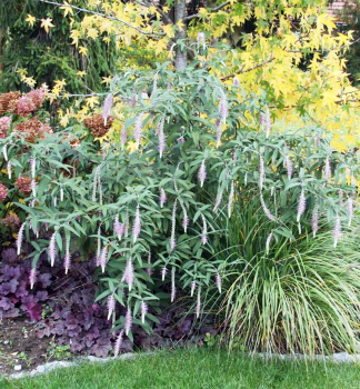 Rostrinucula dependens HAPPY CASCADE 90-100 cm, kont. 3,5 l
