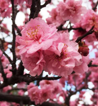 Okrasn vestkomeruka (Prunus blireiana) na kmnku 80 cm, kont. 5 l