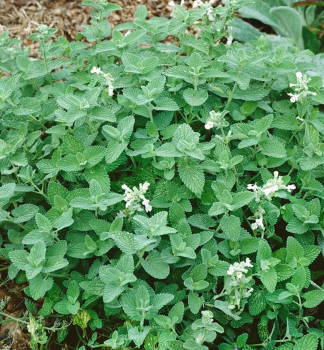 Obrzok (6)