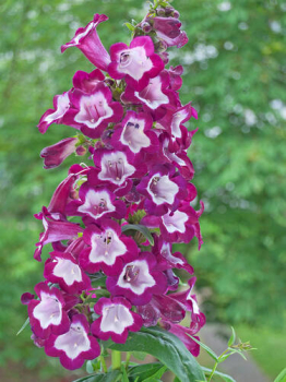 Dra��k �PURPLE PASSION�, kont. 1 l