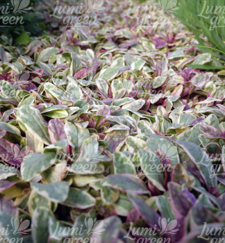 Obrázok (8) Obrázok (8)