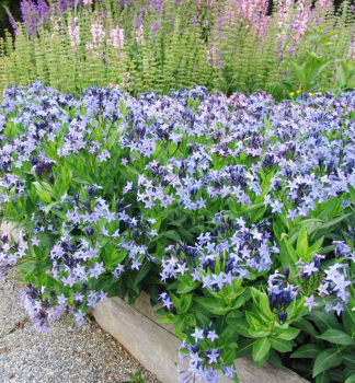 Amsonia BLUE ICE kont. 0,5 l