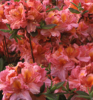 Azalka velkokv�t� �BERRY ROSE� 10-15 cm, kont. 1,3 l