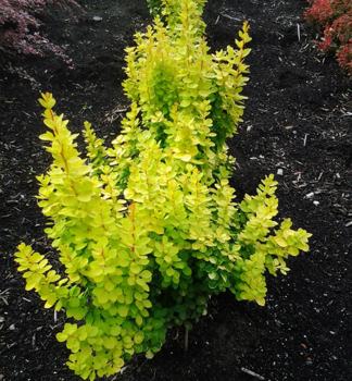 D�i���l Thunberg�v �YELLOW BIRD��, kont. 1,4 l