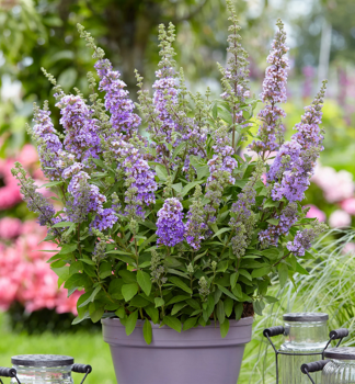 Komule Davidova �HIGH FIVE PURPLE�, kont. 1,4 l