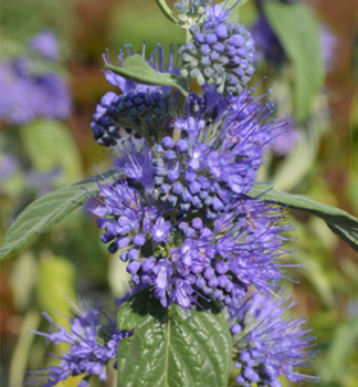 O�echoplodec klandonsk� �BLUE EMPIRE� 20-30 cm, kont. 3 l