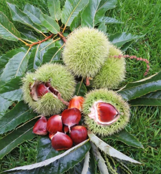 Ka�tan jedl� �LYON� na km�nku 100 cm, kont. 5 l