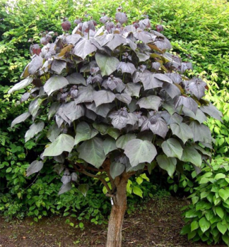 Katalpa �ervenaj�c� �PURPUREA� 50-60 cm, Cont. 4 l