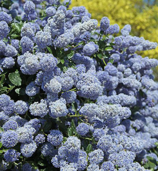 Zpodod�r (Latnatec) �GLOIRE DE VERSAILLES� 40-50 cm, kont. 2 l