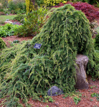 Cedr libanonsk� �SARGENTII� na km�nku 40 cm, kont. 9 l